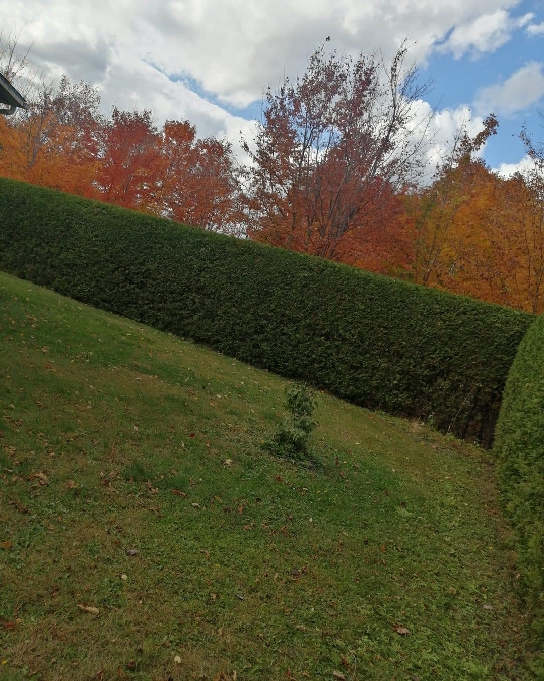 Haie de cèdres nette devant des érables en couleurs d'automne
